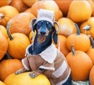 a small dog in a pumpkin patch